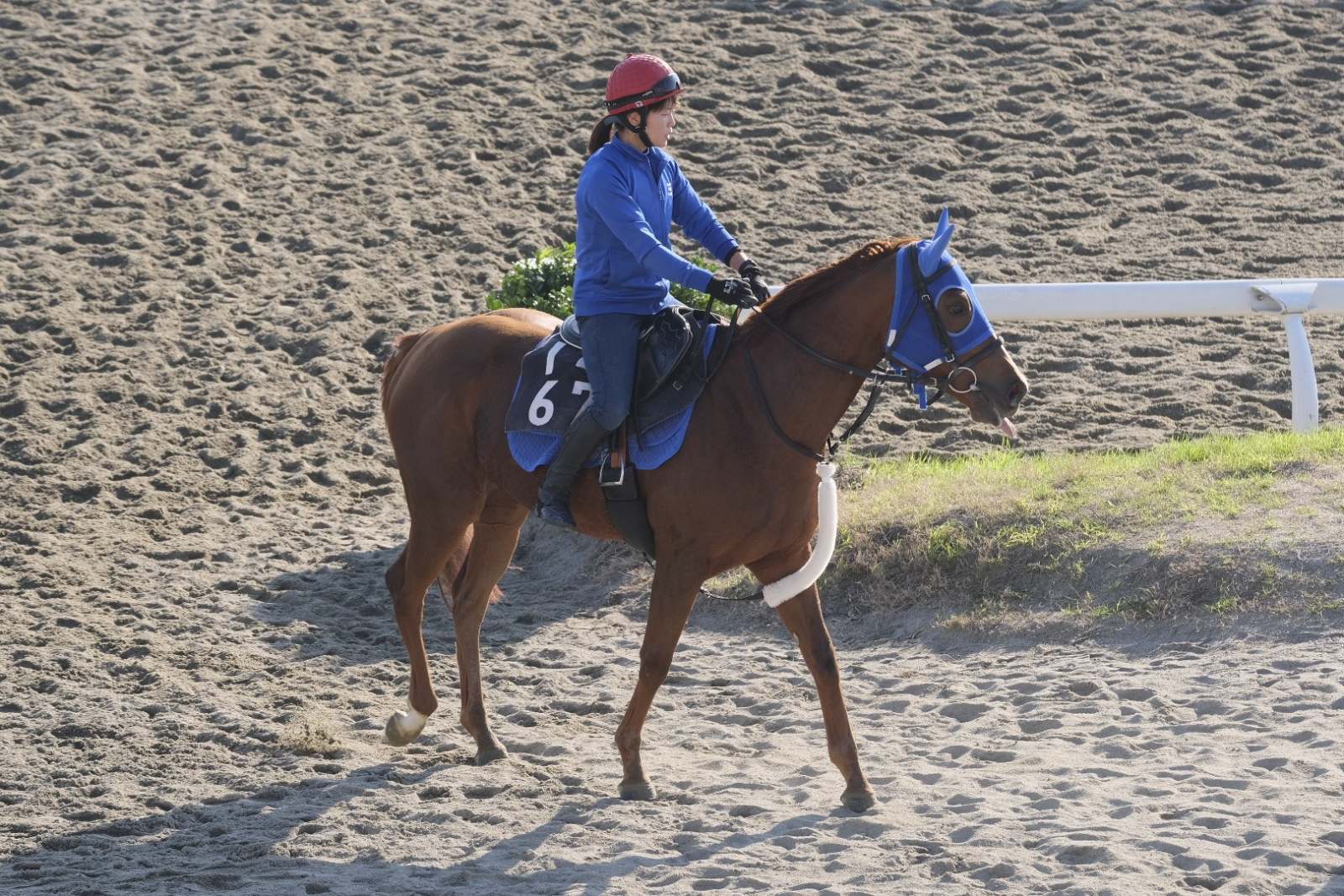 シトリンちゃん馬場入り